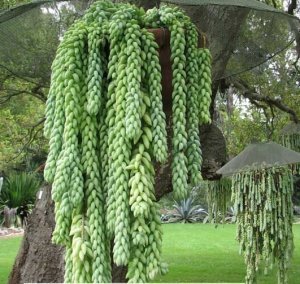 Sedum morganianum donkey tail plant