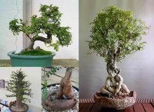 Fil ağacı fidanı operculicarya decaryi bonsai uygun