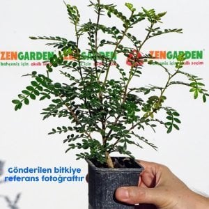 Fil ağacı fidanı operculicarya decaryi bonsai uygun