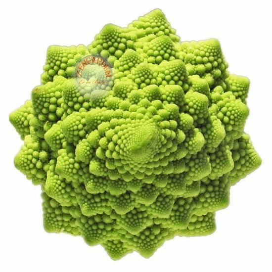 İtalyan romanesco brokoli tohumu