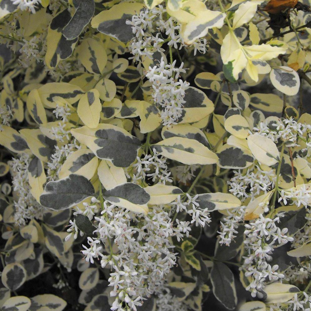 Musli kurtbağrı çiçekli çalı fidanı ligustrum ovalifolium ibota musli