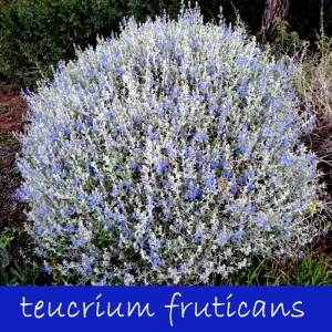 Mavi zeytin çalısı fidanı teucrium fruticans azureum