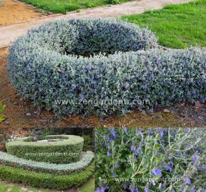 Mavi zeytin çalısı fidanı teucrium fruticans azureum