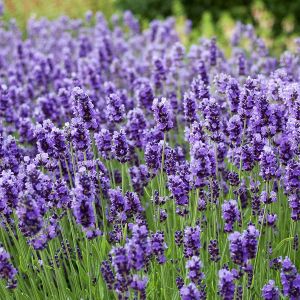 Mor Vienco lavanta fidanı lavandula angustifolia purple