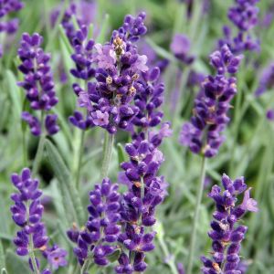 Mor Vienco lavanta fidanı lavandula angustifolia purple