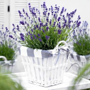 Mor Vienco lavanta fidanı lavandula angustifolia purple