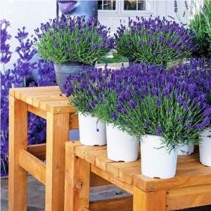 Mor Vienco lavanta fidanı lavandula angustifolia purple