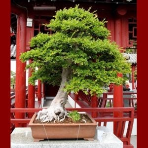 Çin karaağaç fidesi bonsai uygun ulmus parvifolia