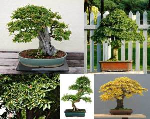 Çin karaağaç fidesi bonsai uygun ulmus parvifolia