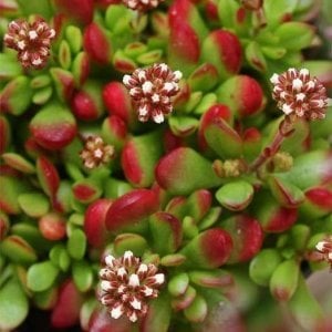 Crassula pubescens ssp radicans maxsine