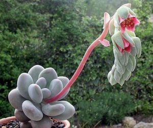 Pachyveria oviferum sukulent bitki pink moonstone succulent