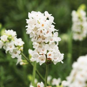 Erkenci Beyaz Vienco lavanta fidanı lavandula angustifolia white