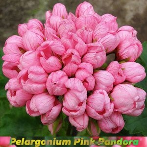 Pink Pandora lale çiçekli sardunya fidesi koleksiyon serisi