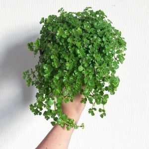 Sarkan pilea depressa saksıda