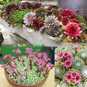 Sempervivum tohumu tüm türler hens & chicks hybrids