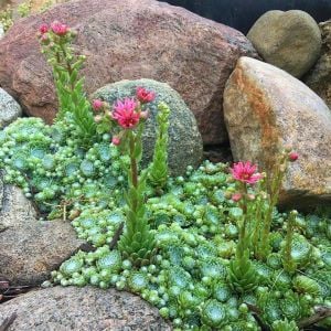 Sempervivum tohumu tüm türler hens & chicks hybrids