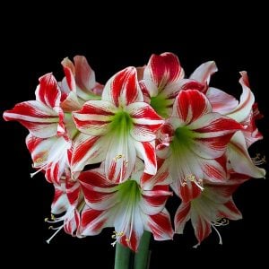Ambiance amaryllis soğanı ithal Güzel Hatun çiçeği