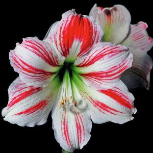 Ambiance amaryllis soğanı ithal Güzel Hatun çiçeği