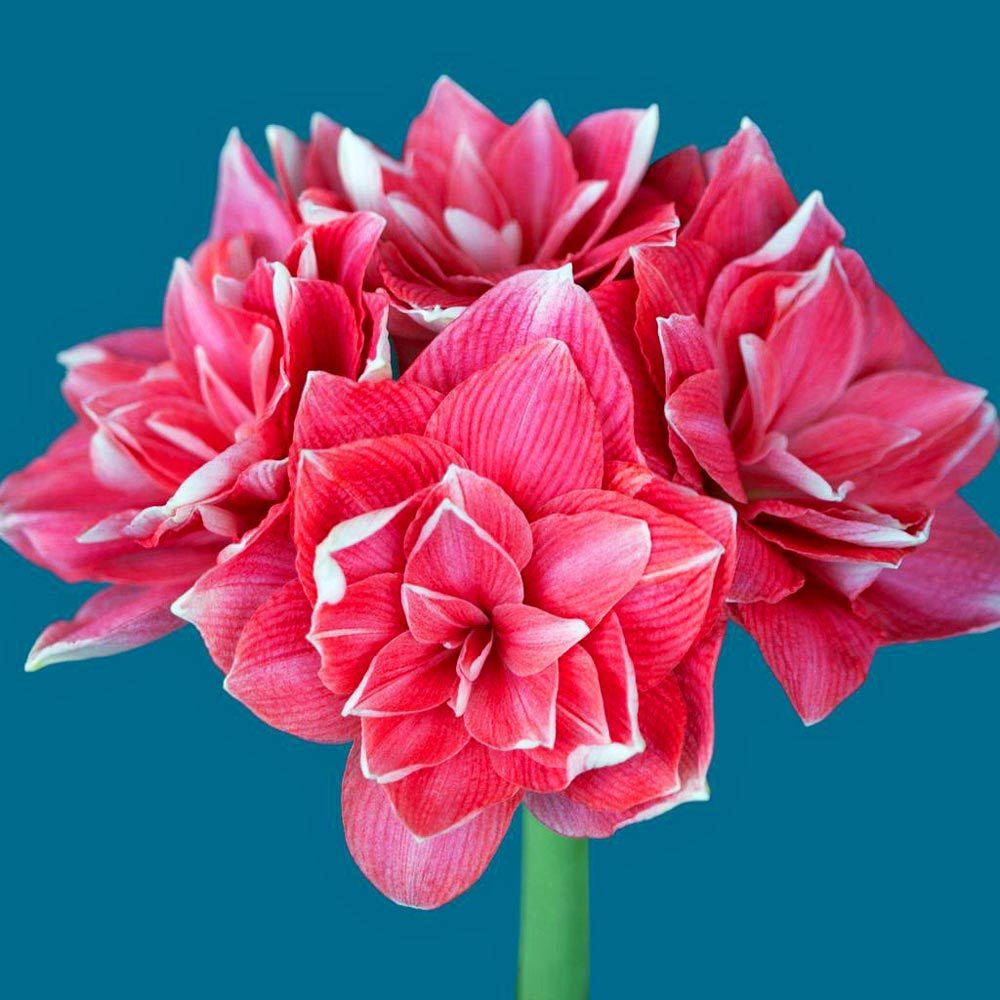 Double Dream amaryllis ithal Güzel Hatun çiçeği