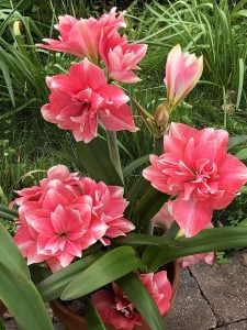 Double Dream amaryllis ithal Güzel Hatun çiçeği