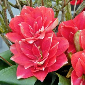 Double Dream amaryllis ithal Güzel Hatun çiçeği