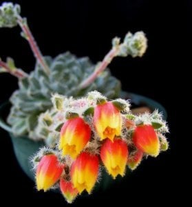 Echeveria setosa var. minor sukulent bitki