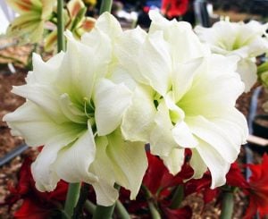 Ice Queen amaryllis ithal Güzel Hatun çiçeği