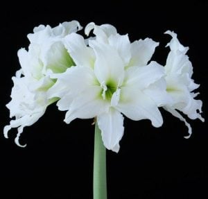 Ice Queen amaryllis ithal Güzel Hatun çiçeği