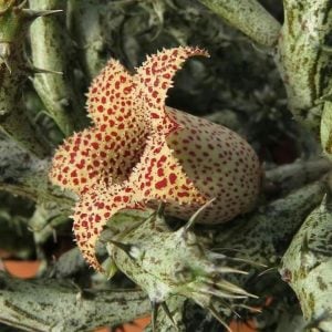 Stapelianthus decaryi leş kaktüsü
