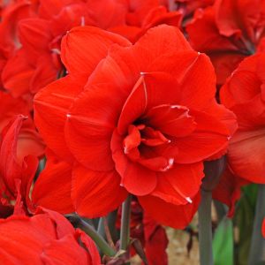 Double King amaryllis ithal Güzel Hatun çiçeği