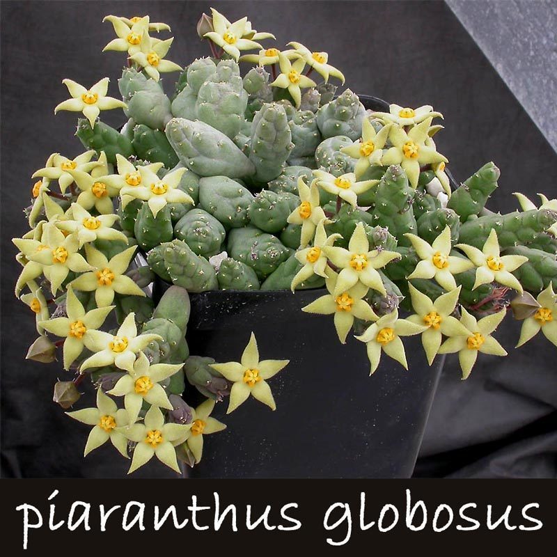 Piaranthus globosus sukulent bitki