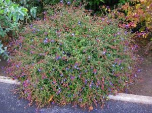 Ceratostigma griffithii fidesi griffith's plumbago