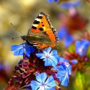 Ceratostigma griffithii fidesi griffith's plumbago