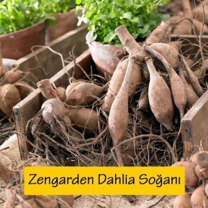 XXL Omega yıldız çiçeği soğanı dahlia çap: 20 cm