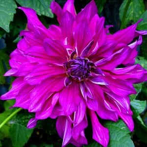 XXL Purple Taiheijo yıldız çiçeği soğanı dahlia çap: 25 cm