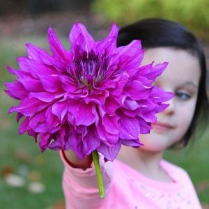 XXL Purple Taiheijo yıldız çiçeği soğanı dahlia çap: 25 cm