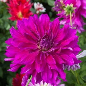 XXL Purple Taiheijo yıldız çiçeği soğanı dahlia çap: 25 cm