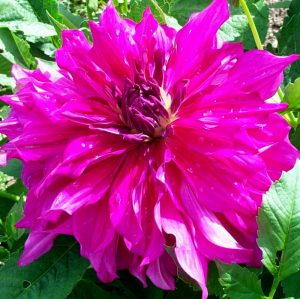 XXL Purple Taiheijo yıldız çiçeği soğanı dahlia çap: 25 cm