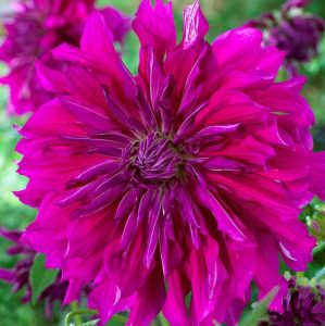 XXL Purple Taiheijo yıldız çiçeği soğanı dahlia çap: 25 cm