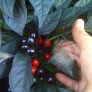 Kara inci süs biberi tohumu black pearl ornamental pepper