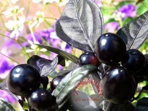 Kara inci süs biberi tohumu black pearl ornamental pepper
