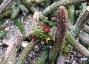 Echidnopsis cereiformis brunnea