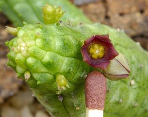 Echidnopsis cereiformis brunnea