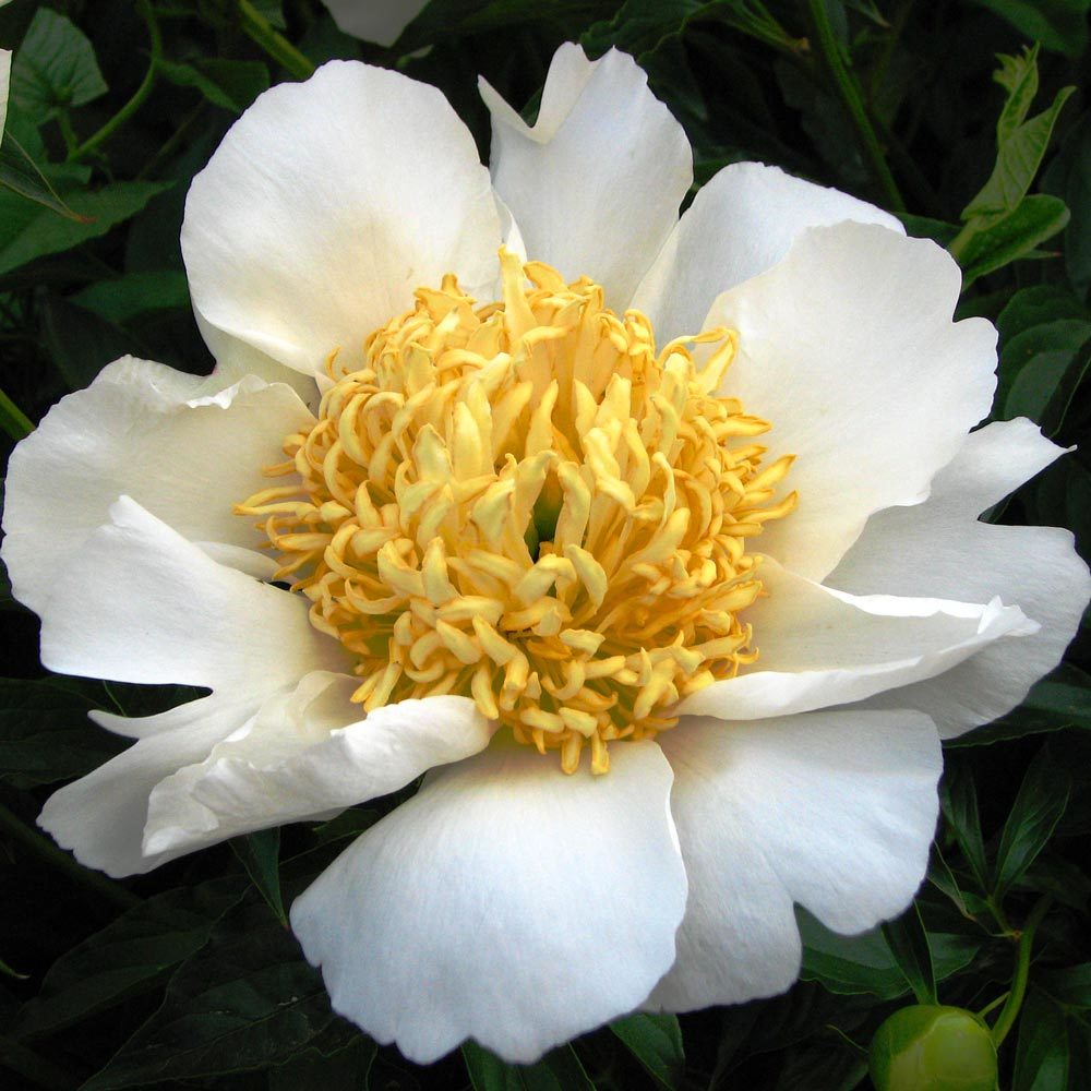 Moon of Nippon şakayık soğanı peony paeonia