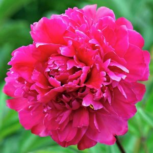 Victoire de la Marne şakayık soğanı kokulu paeonia lactiflora peony