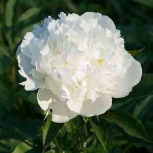 Duchesse de Nemours şakayık soğanı kokulu paeonia lactiflora peony