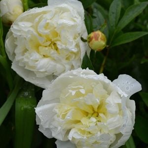 Duchesse de Nemours şakayık soğanı kokulu paeonia lactiflora peony