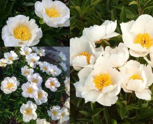 Jan van Leeuwen şakayık soğanı kokulu paeonia lactiflora peony