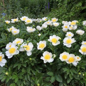 Jan van Leeuwen şakayık soğanı kokulu paeonia lactiflora peony