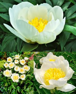 Jan van Leeuwen şakayık soğanı kokulu paeonia lactiflora peony